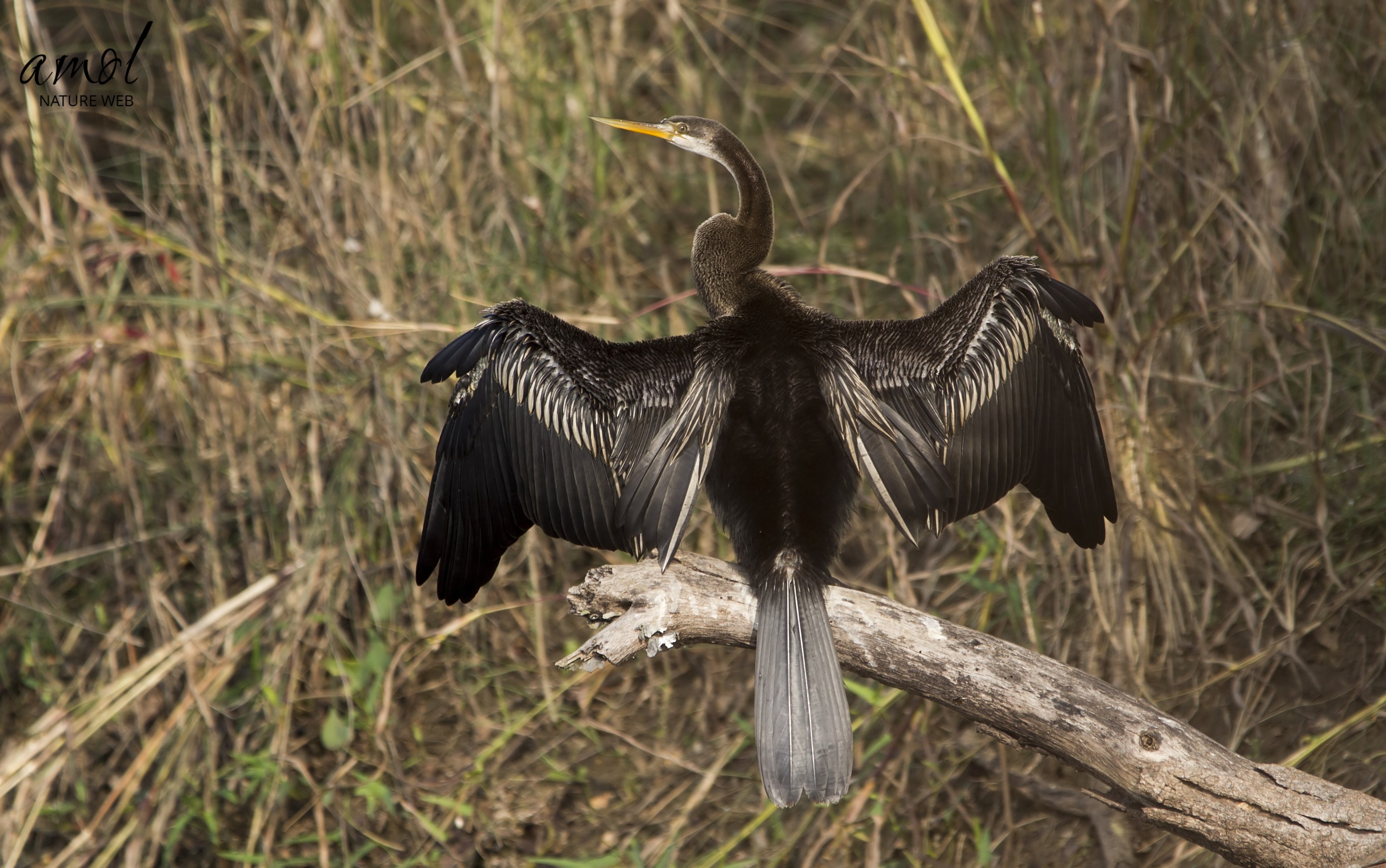 Oriental Darter